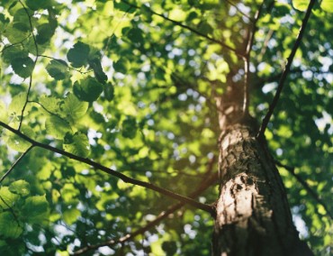 Tree Surgery Cavan Monaghan, Leitrim