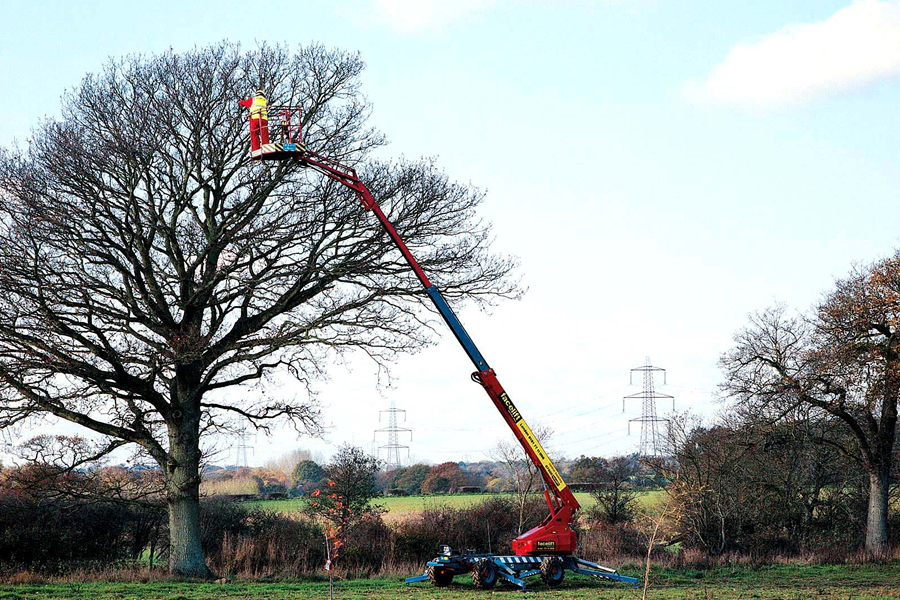 Tree Surgery Cavan Monaghan