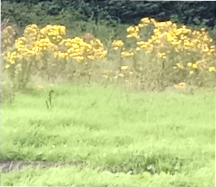 Ragwort