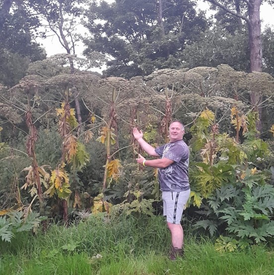 Giant Hogweed