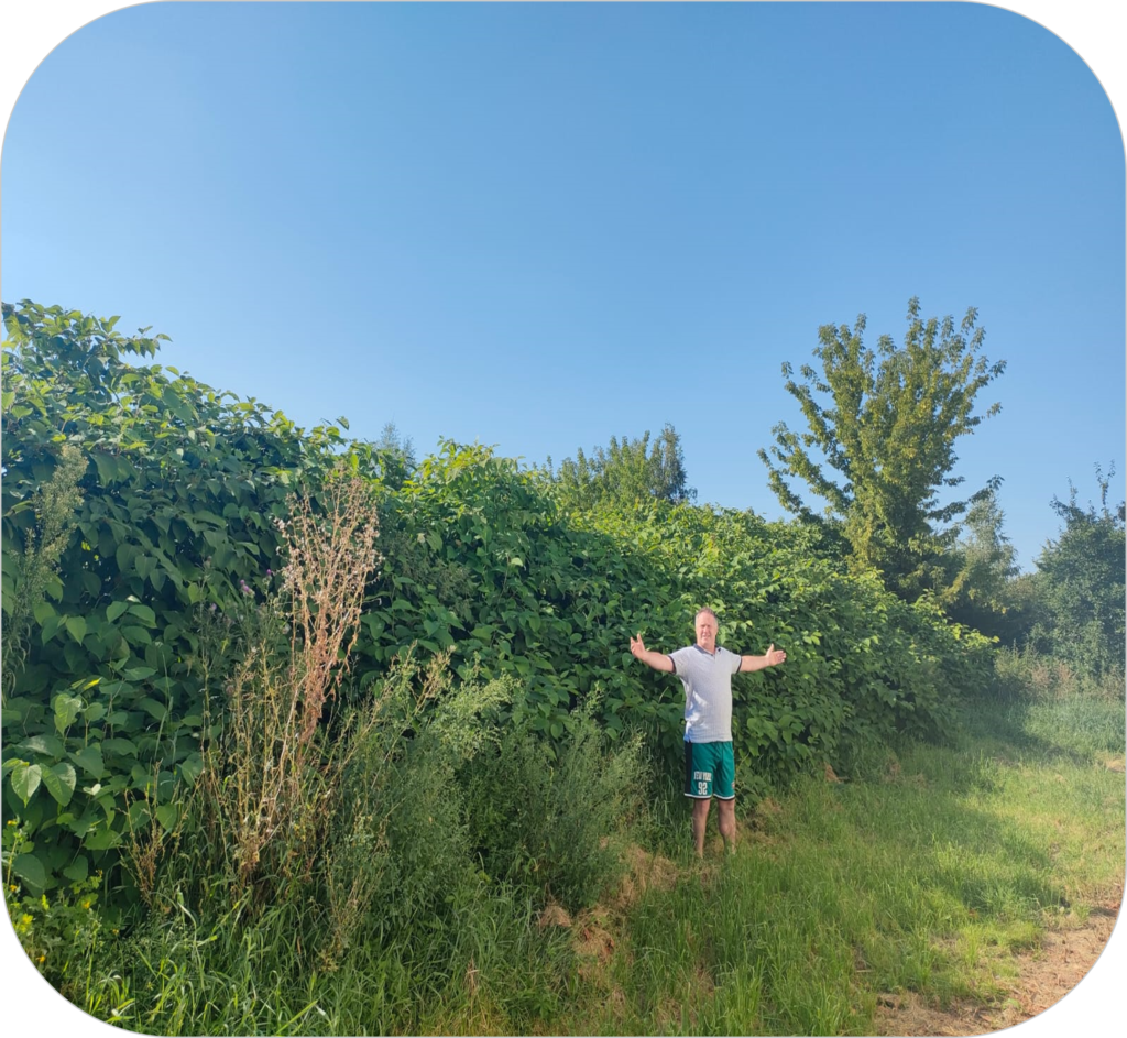 Japaness Knotweed