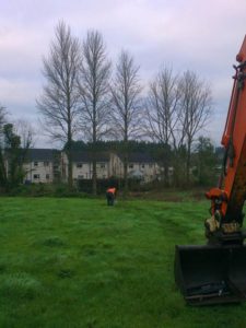 Before Tree Surgery