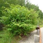 Japanese Knotweed C