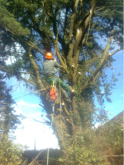 Tree Surgery Cavan - Monaghan - Leitrim