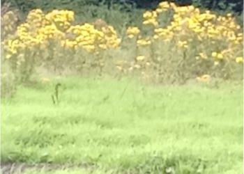 Ragwort