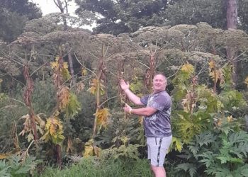 Giant Hogweed