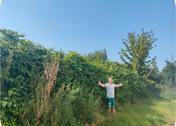 Japaness Knotweed