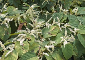 Reynoutria japonica in bloom